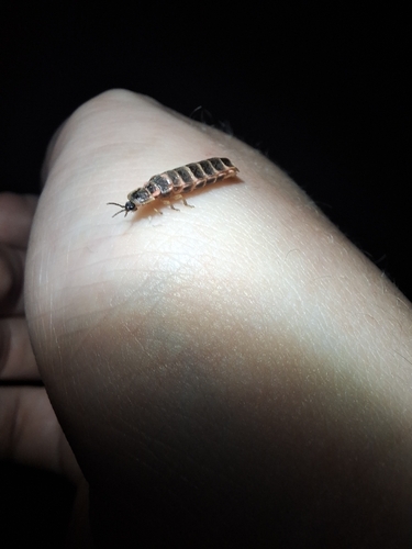 European Glow-worm