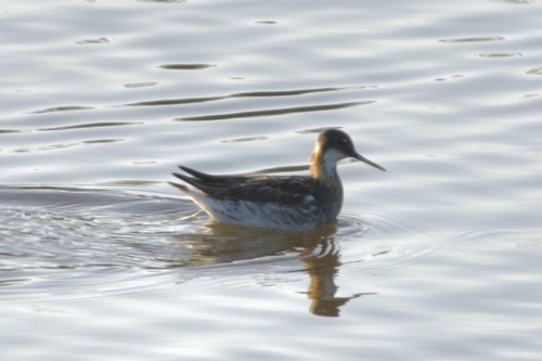 iNaturalist observation photo of Red-necked Phalarope
