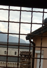 Phoenicurus ochruros