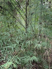 Rhipidocladum
