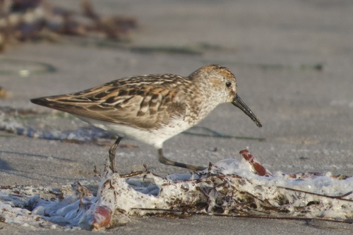 iNaturalist observation photo of Western Sandpiper