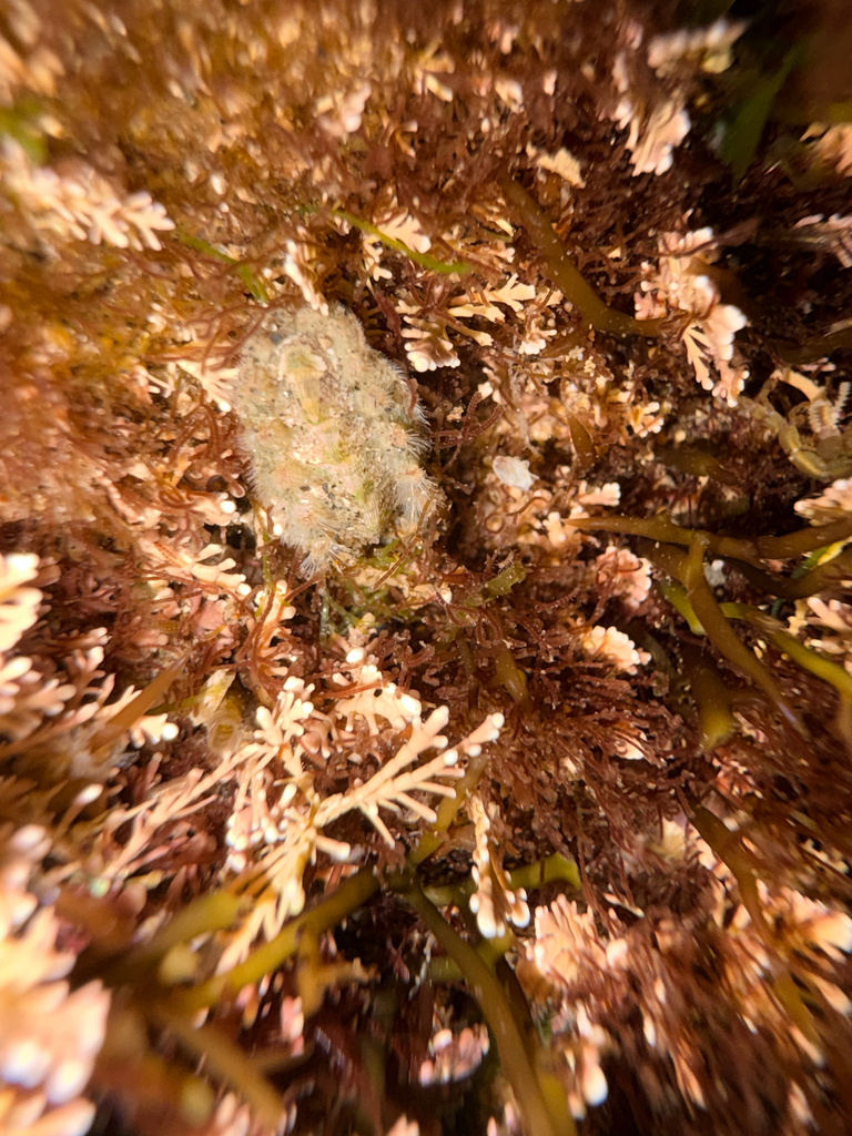 Acanthochitona avicula