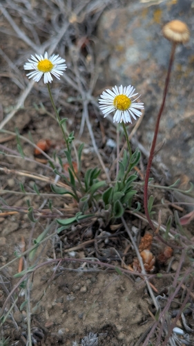 Erigeron flagellaris, photograph 2
