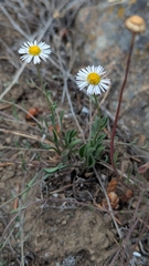 Erigeron flagellaris, photograph author not stated, no rights reserved