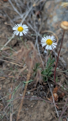 Erigeron flagellaris, photograph 3