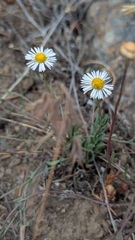 Erigeron flagellaris, photograph author not stated, no rights reserved