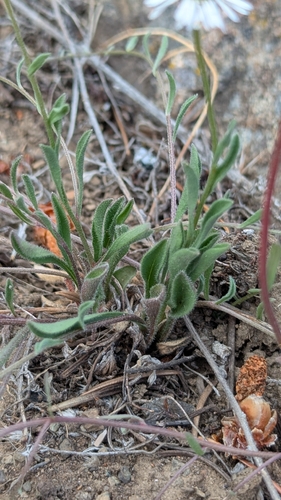 Erigeron flagellaris, photograph 4