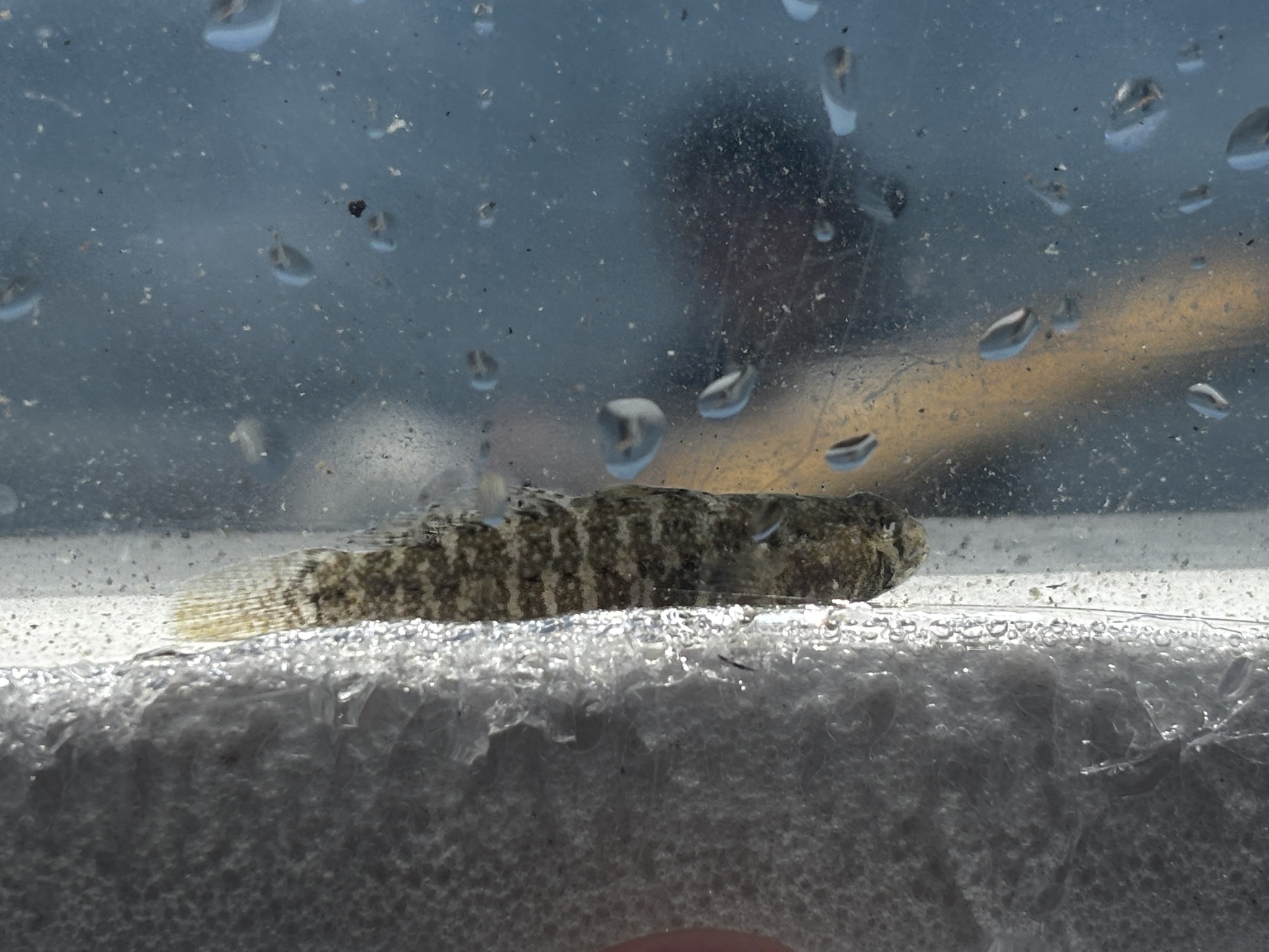 Twoscale Goby photo 3