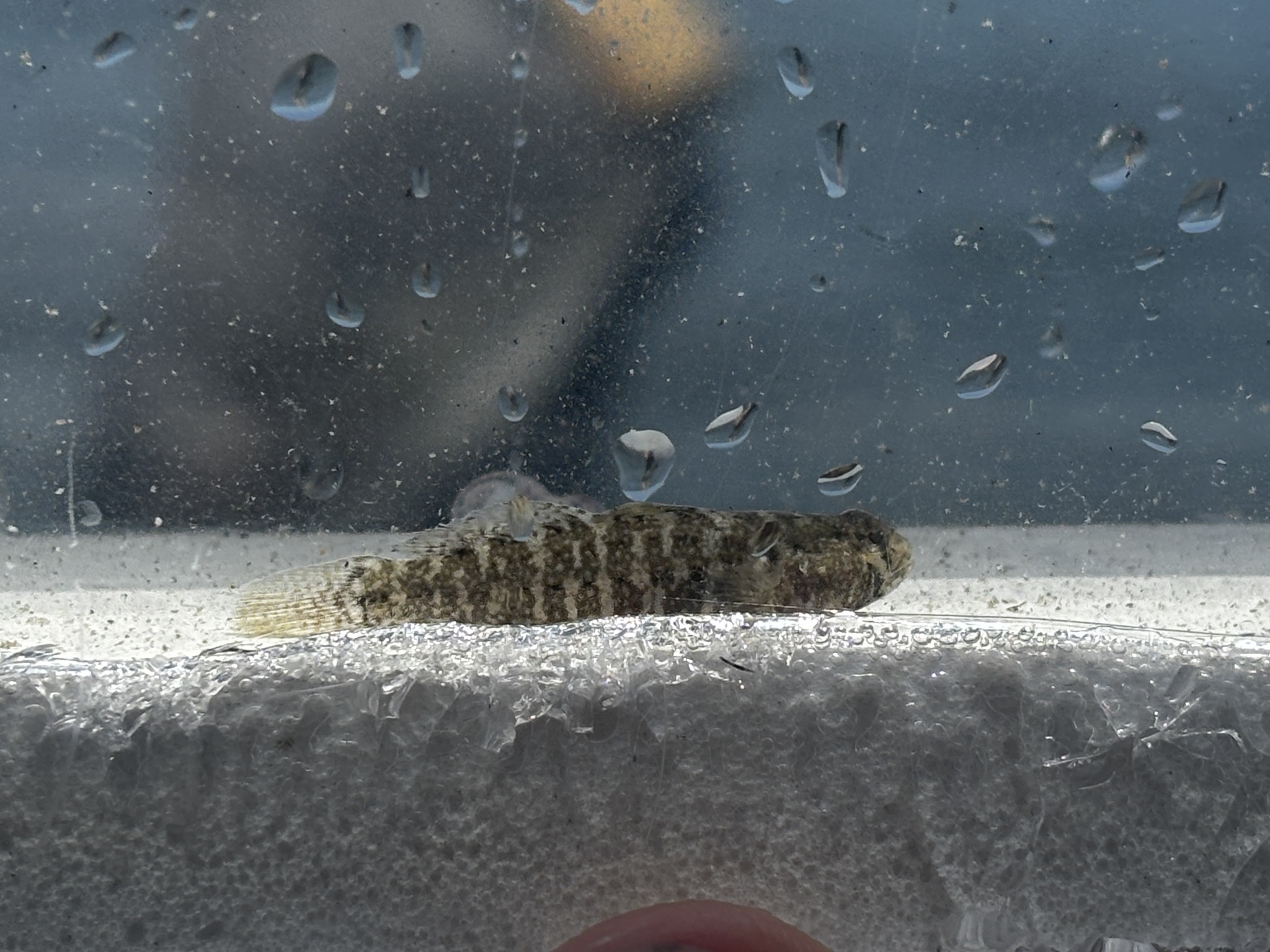 Twoscale Goby photo 4