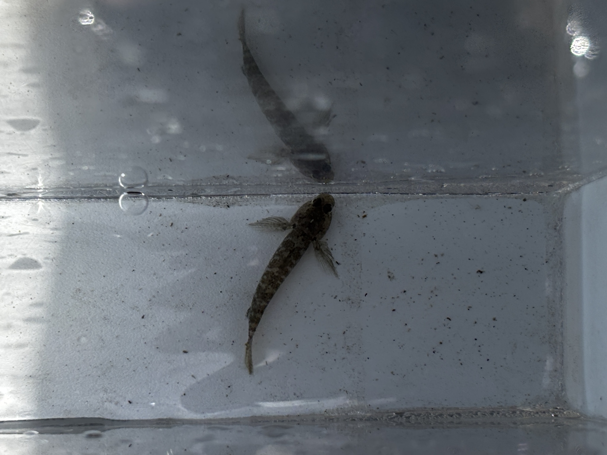Twoscale Goby photo 5