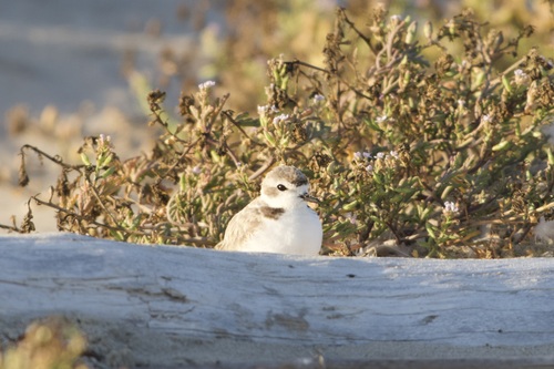 iNaturalist observation photo of Snowy Plover
