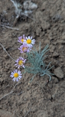 author not stated, no rights reserved Erigeron filifolius, photograph author not stated, no rights reserved