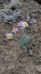 author not stated, no rights reserved Erigeron filifolius, photograph author not stated, no rights reserved
