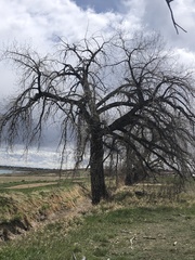 Populus deltoides monilifera