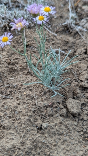 Erigeron filifolius, photograph 6