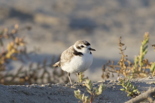 iNaturalist observation photo of Snowy Plover