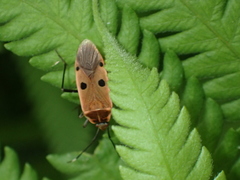 Physopelta quadriguttata