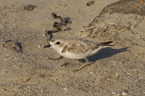iNaturalist observation photo of Snowy Plover