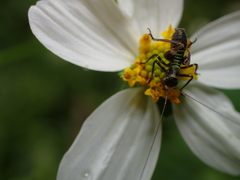 Conocephalus melaenus