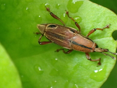 Sphenocorynes kosempoensis