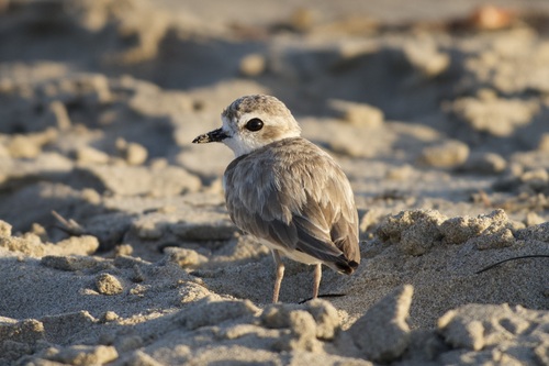 iNaturalist observation photo of Snowy Plover