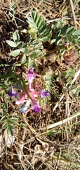 Astragalus shortianus