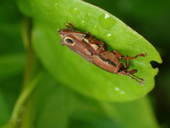 Sphenocorynes kosempoensis