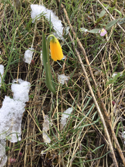 Fritillaria pudica