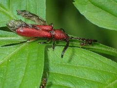 Pyrestes curticornis