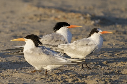 iNaturalist observation photo of Elegant Tern
