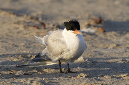 iNaturalist observation photo of Elegant Tern
