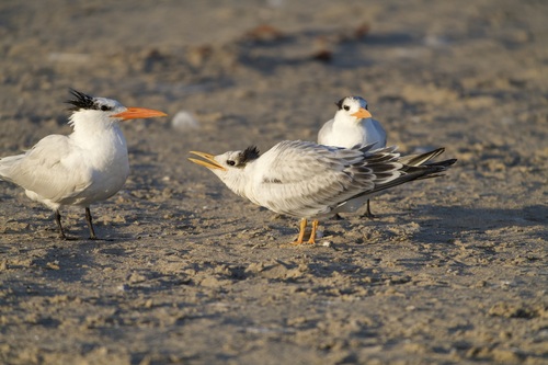 iNaturalist observation photo of Royal Tern