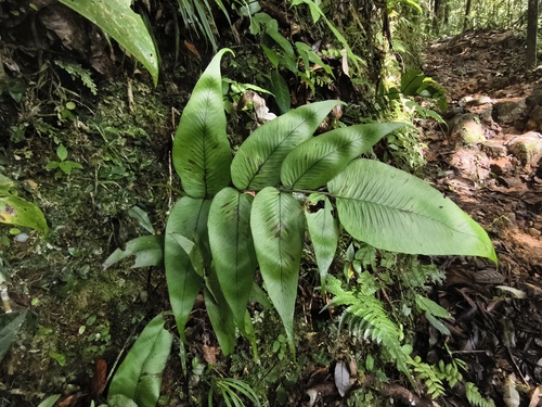 Diplazium cordifolium observed 2026-06-30