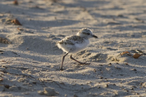 iNaturalist observation photo of Snowy Plover