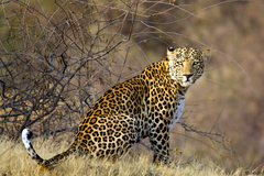 Panthera pardus fusca