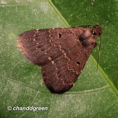 Hydrillodes nilgirialis