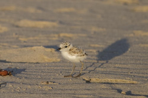 iNaturalist observation photo of Snowy Plover