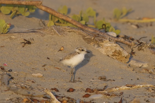 iNaturalist observation photo of Snowy Plover