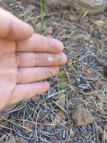 iNaturalist observation photo of Spanish clover