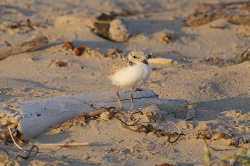 iNaturalist observation photo of Snowy Plover