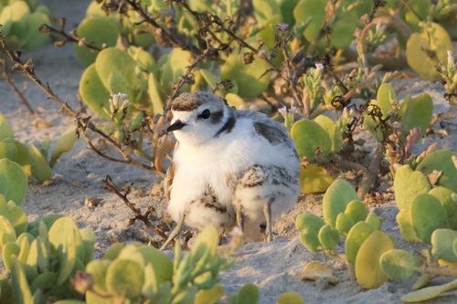 iNaturalist observation photo of Snowy Plover