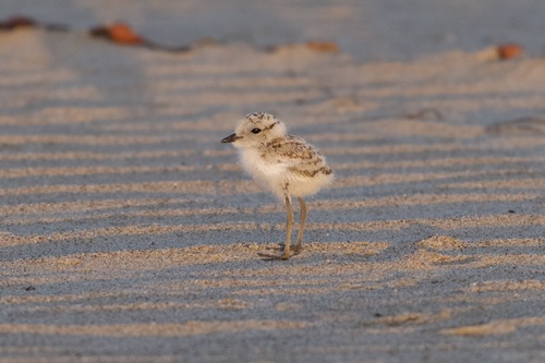 iNaturalist observation photo of Snowy Plover