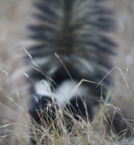 iNaturalist observation photo of Striped Skunk
