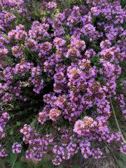 Thymus camphoratus