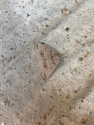 iNaturalist observation photo of Spurred Wave Moth