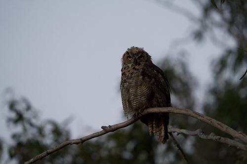 iNaturalist observation photo of Great Horned Owl