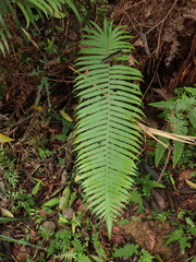 Sphaerostephanos taiwanensis