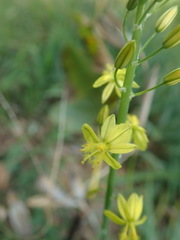 Bulbine frutescens