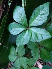 Tetrastigma obtectum