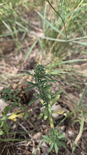 Alyssum alyssoides, photograph 6